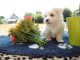 Chiot bichon maltais femelle