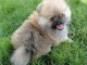 Chiot femelle spitz allemand de 3mois à cedez