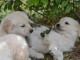 Chiot golden retriever femelle pour adoption