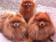 magnifique chiots spitz