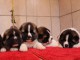 Chiots akita americain a Donner