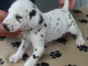 Donne chiot type Dalmatien