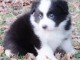 Donne chiot type Border Collie