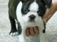  Donne chiot type  Boston terrier