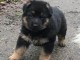 Donne chiot type Berger allemand 