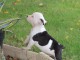 Chiots American Staffordshire Terrier