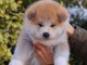 chiot Akita inu trois mois