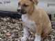 chiot American staffordshire terrier trois mois