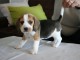 chiot beagle trois mois