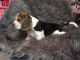 chiot beagle trois mois