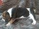 chiot beagle trois mois