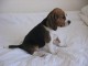 chiot beagle trois mois