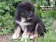chiot berger belge trois mois