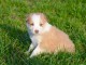 chiot border collie trois mois