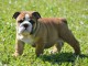 chiot bouledogue anglais trois mois