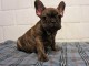 chiot boulodogue fancais trois mois