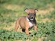  Donne chiot type Staffordshire Bull Terrier 