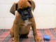 chiot boxer trois mois