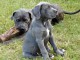 chiot cane corso masstiff trois mois