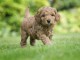 chiot caniche trois mois