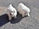 Donne chiot type Bichon Maltais 