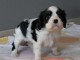 chiot cavalier king charle trois mois