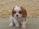 chiot cavalier king charle trois mois