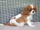 chiot cavalier king charle trois mois