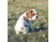 chiot cavalier king charle trois mois