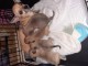  chiot chihuahua trois mois