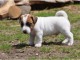 Donne chiot type Jack Russel terrier 