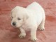 Donne chiot type Golden retriever