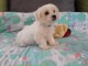 chiot coton de tulear trois mois