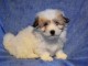 chiot coton de tulear trois mois