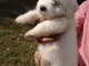 chiot coton de tulear trois mois