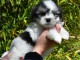 chiot coton de tulear trois mois