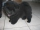  Chiot Chow Chow à donner