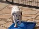 chiot dalmatien trois mois