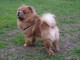  Donne chiot type Chow chow