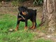 chiot doberman trois mois