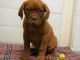 chiot dogue-de-bordeaux