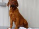 chiot dogue-de-bordeaux