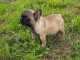 À donner chiot bouledogue français rouge fauve