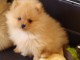 A céder petite chiot type spitz nain lof