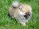 A cédez petite chiot type spitz nain lof