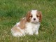 Superbe chiot cavalier king charles spaniel