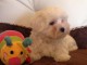 Offrez chiot bichon maltais femelle