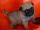 Je donne adorables petits chiots carlin