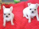 Chiots chihuahuas femelles a donner