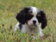 A donner beau chiot cavalier king charles spaniel